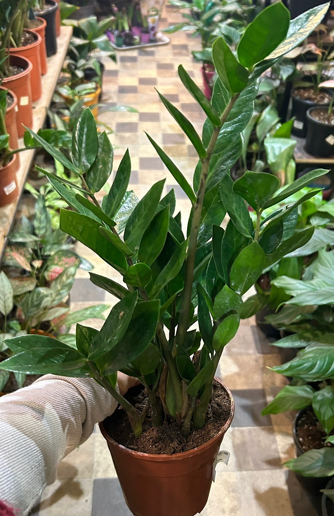 Zamia